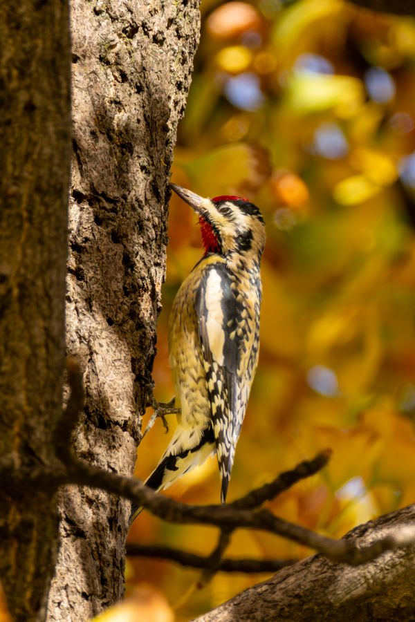 Yellow-bellied Sapsucker