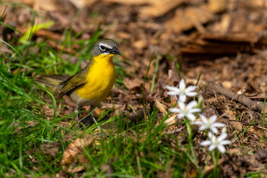 Yellow-breasted Chat