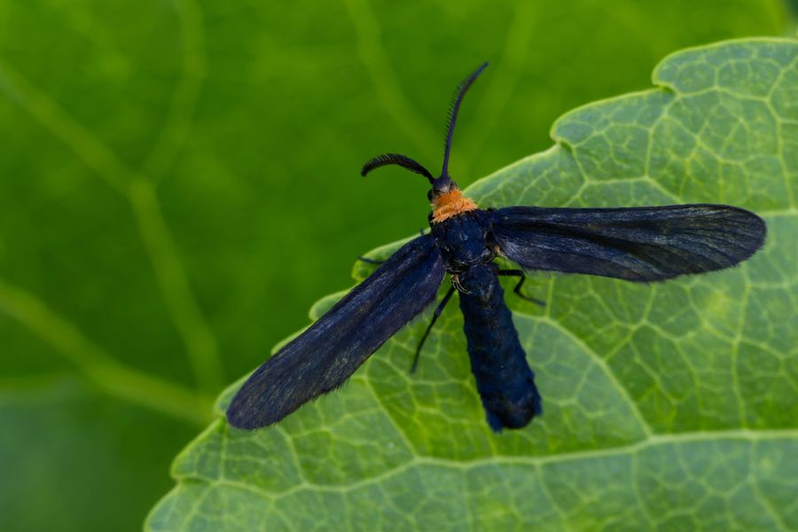 Yellow-collared Scape Moth