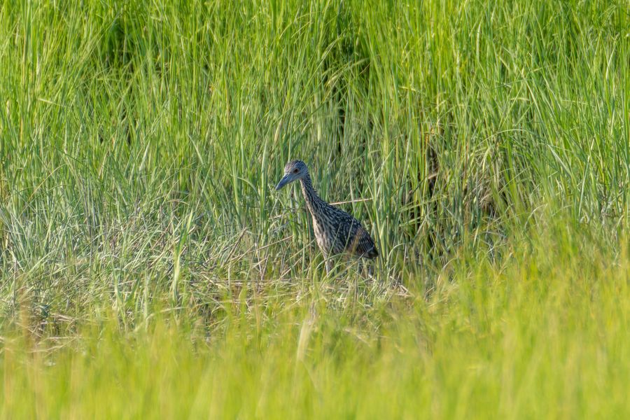 Yellow-crowned Night-Heron, juvenile