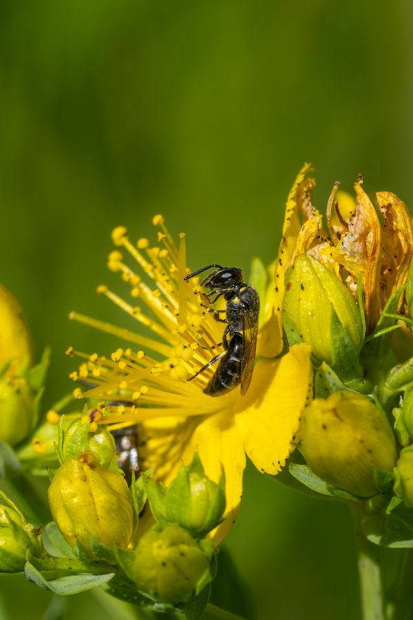 Yellow-faced bee on St. John's Wort