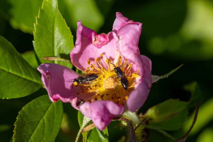 Yellow-faced bees on beach rose