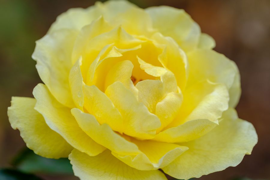 Yellow rose