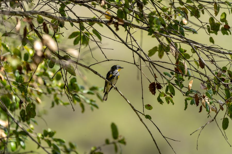 Yellow-rumped Warbler, Audubon's