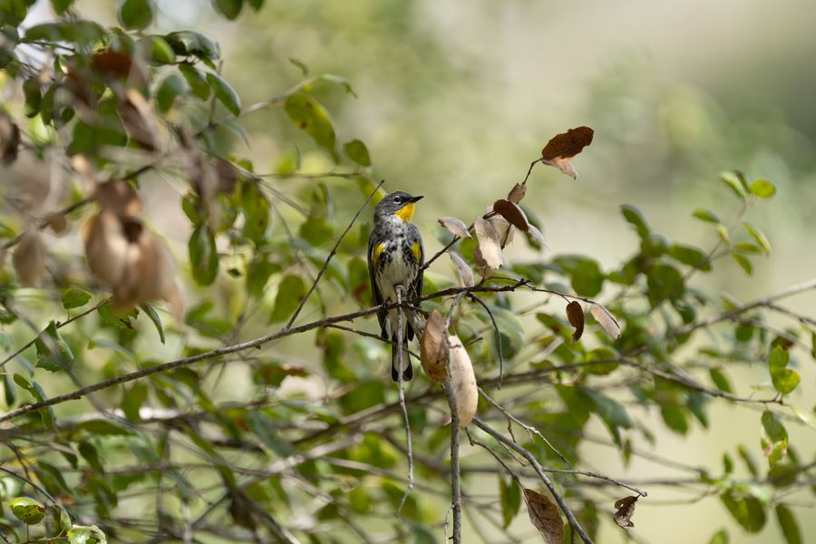 Yellow-rumped Warbler, Audubon's