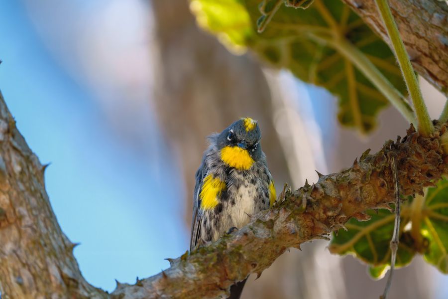 Yellow-rumped Warbler, Audubon's