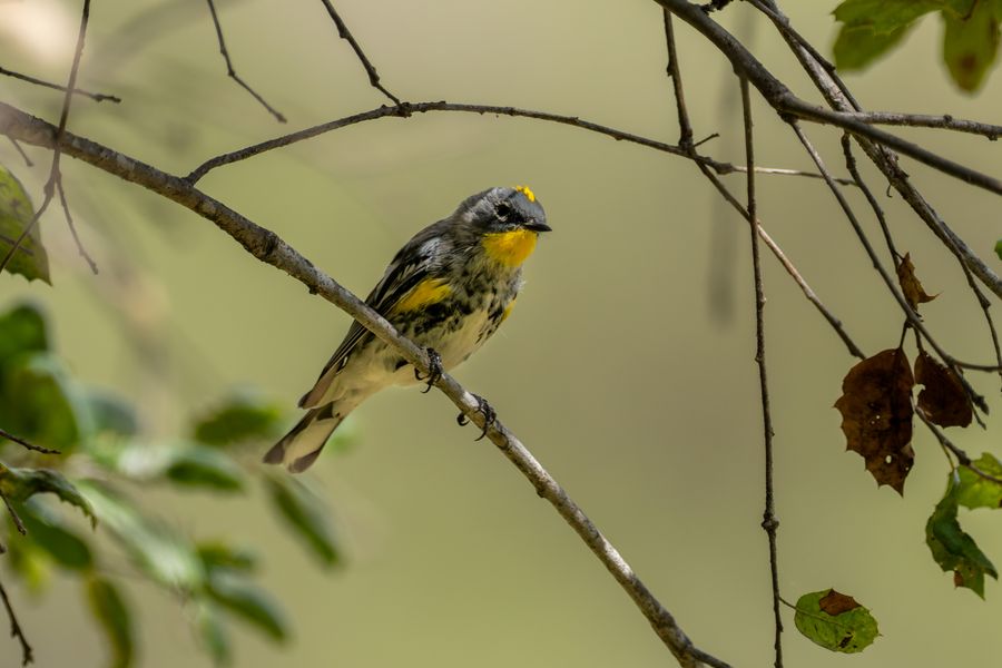 Yellow-rumped Warbler, Audubon's