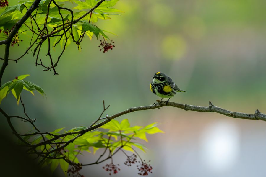 Yellow-rumped Warbler, Green-Wood