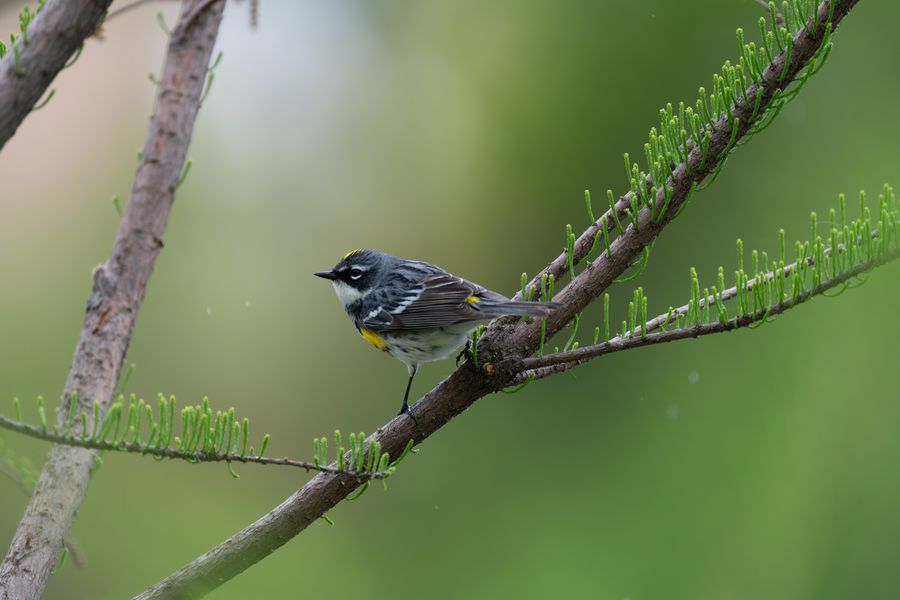 Yellow-rumped Warbler, in the open