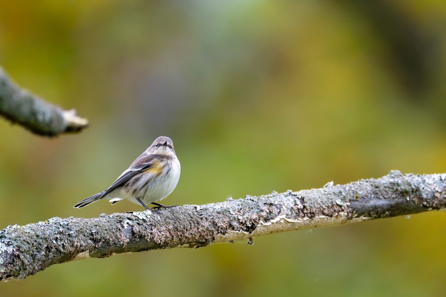 Yellow-rumped Warbler, October