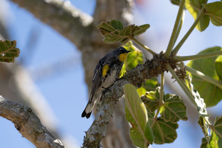 Yellow-rumped Warbler on coral tree