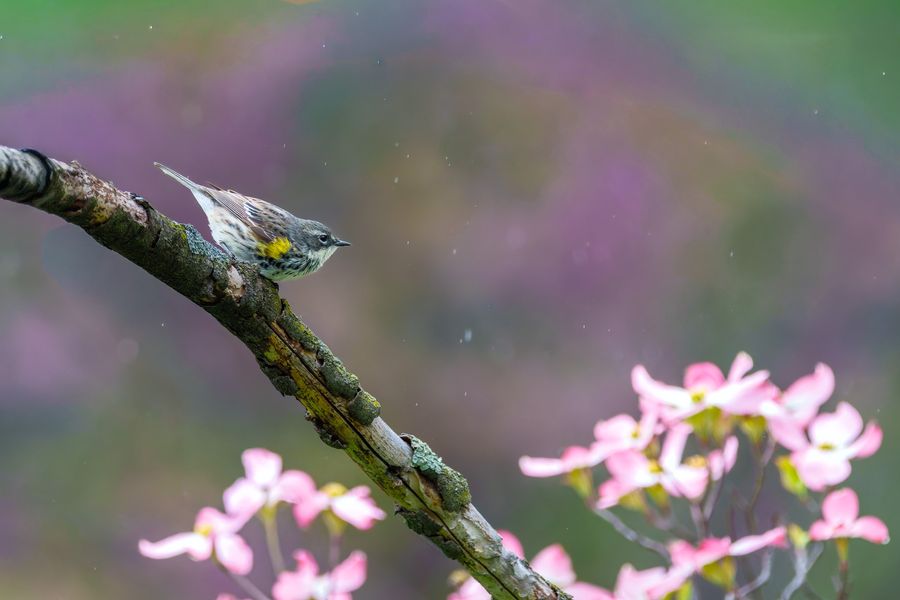 Yellow-rumped Warbler