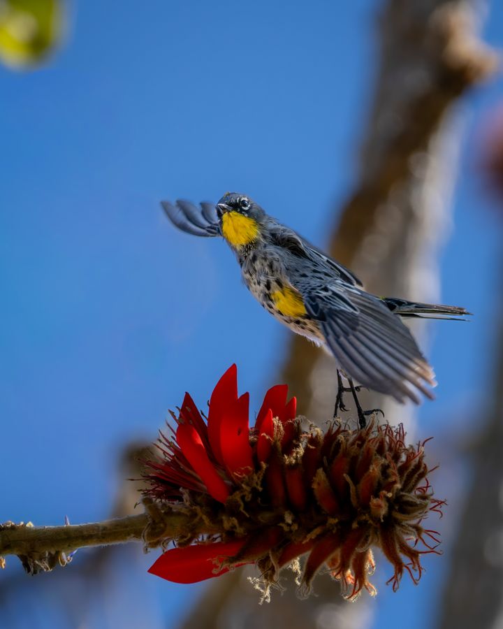 Yellow-rumped Warbler, tail flared