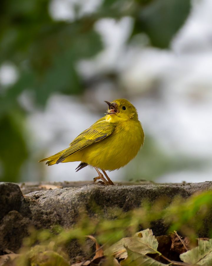 Yellow Warbler, late