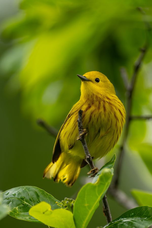 Yellow Warbler, male