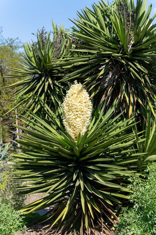 Yucca in flower