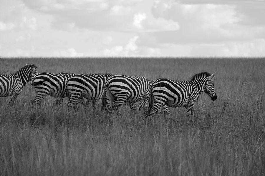 Zebra in line