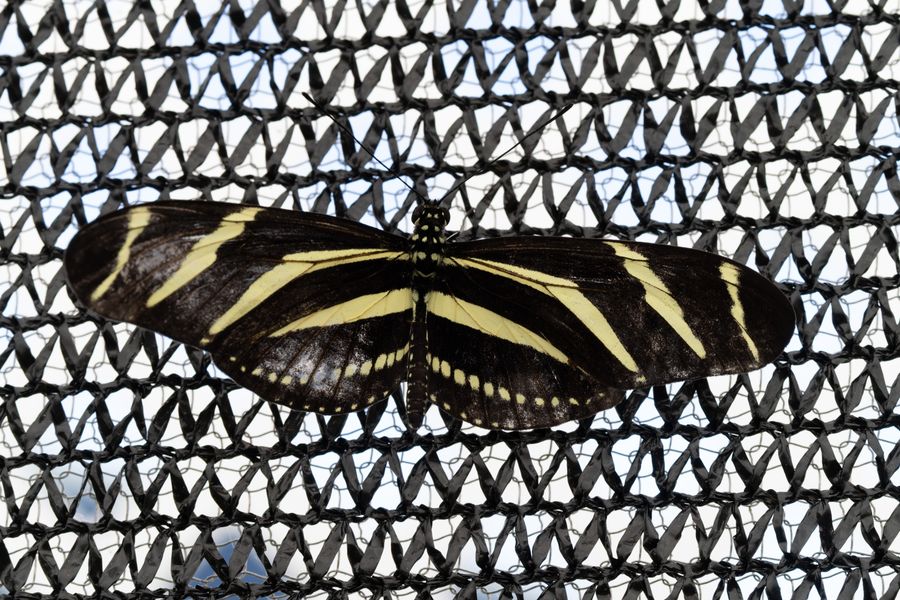 Zebra Longwing
