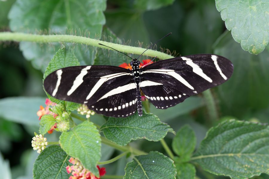 Zebra Longwing, wings spread