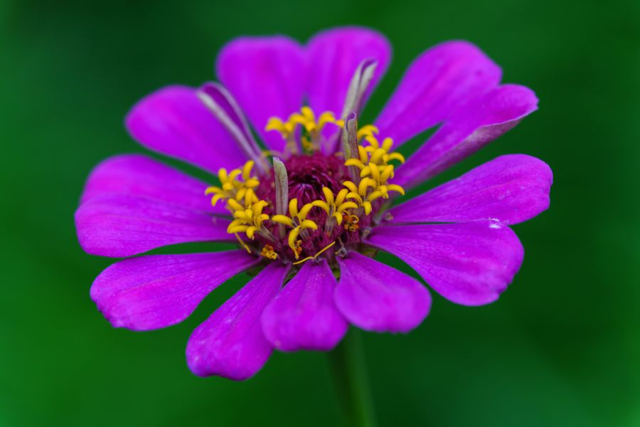 Zinnia