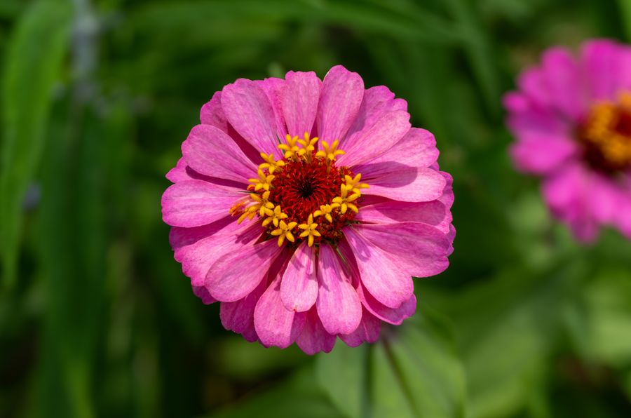 Zinnia, focus-stacked