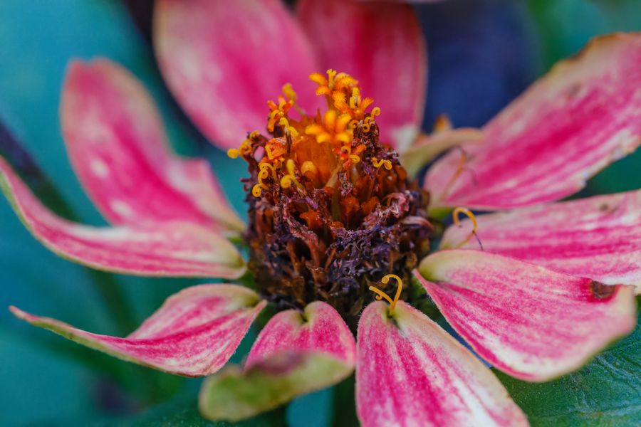 Zinnia, going over