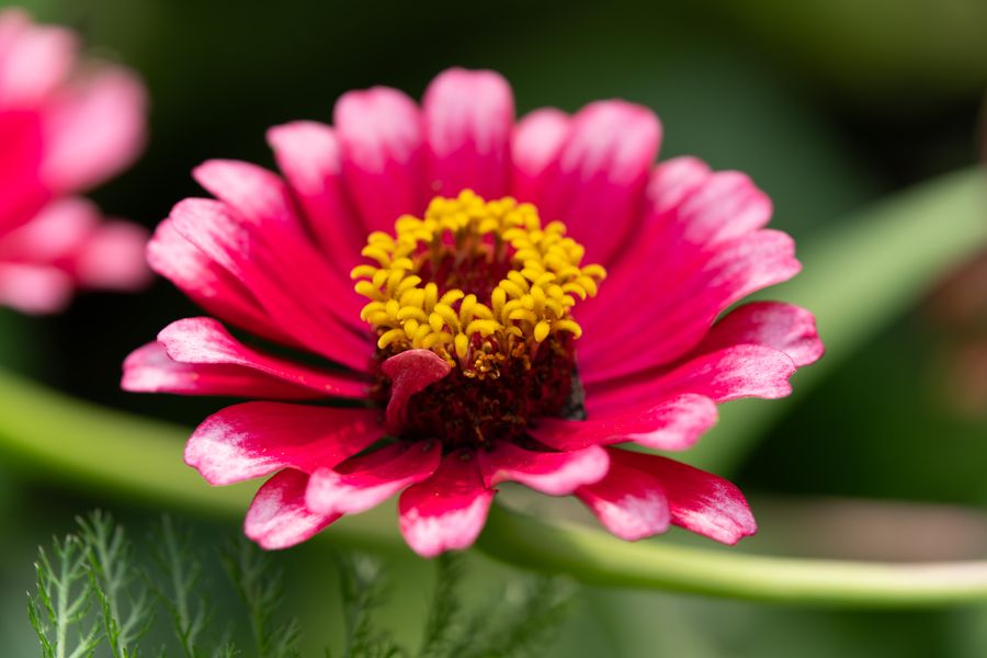 Zinnia